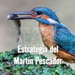 Estartegia para pescar del Martín Pescador