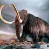 Mamut
