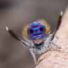 El cortejo de la Araña Pavo Real