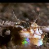 Eunice aphroditois Mounstruo marino