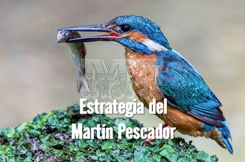 Estartegia para pescar del Martín Pescador