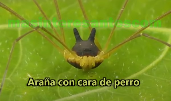 araña con cara de perro