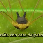 araña con cara de perro