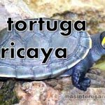 Tortuga taricaya