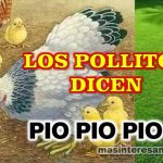 Los pollitos dicen pío pío pío