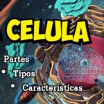 La célula, pates, tipos y características