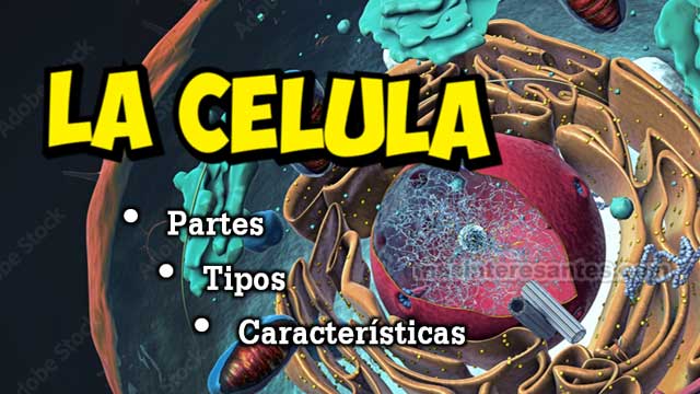 La célula, pates, tipos y características