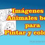 Animales bebés para pintar