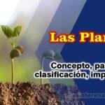 Las plantas